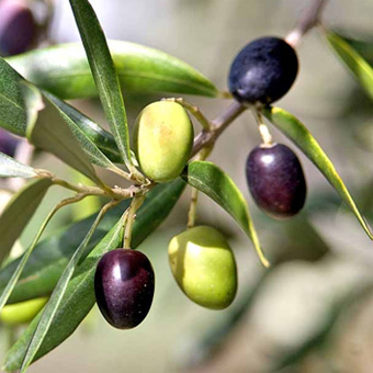 Olive Branch