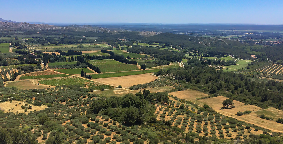Olive Field