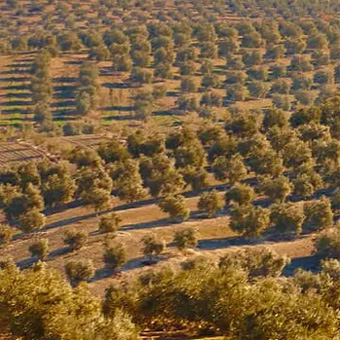 Olive Field