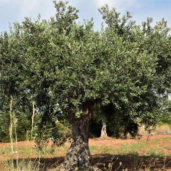 Olive Tree